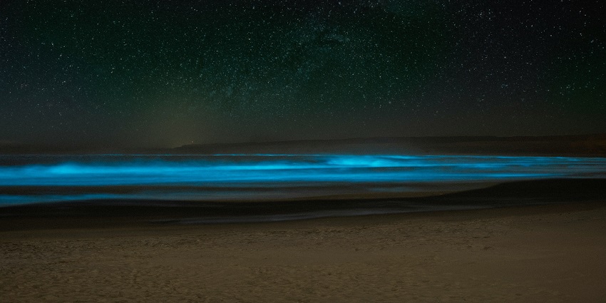 Watch the ocean glow as bioluminescent plankton light up the waves during the nighttime.