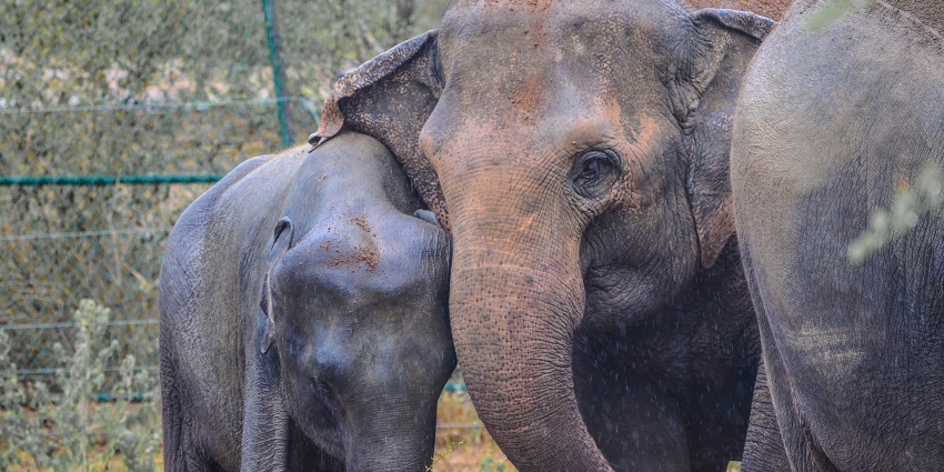 Experience a guided excursion in the Ridiyagama Safari Park, a thing to do in Hambantota