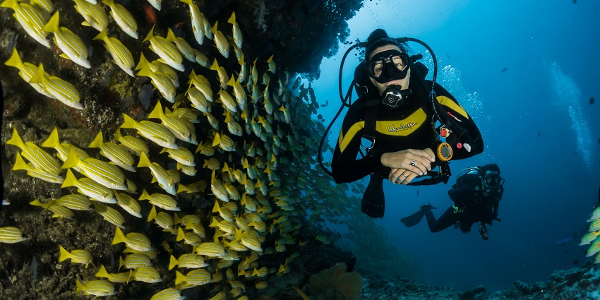 Explore Dubai’s underwater world, rich with marine life and artificial reefs.