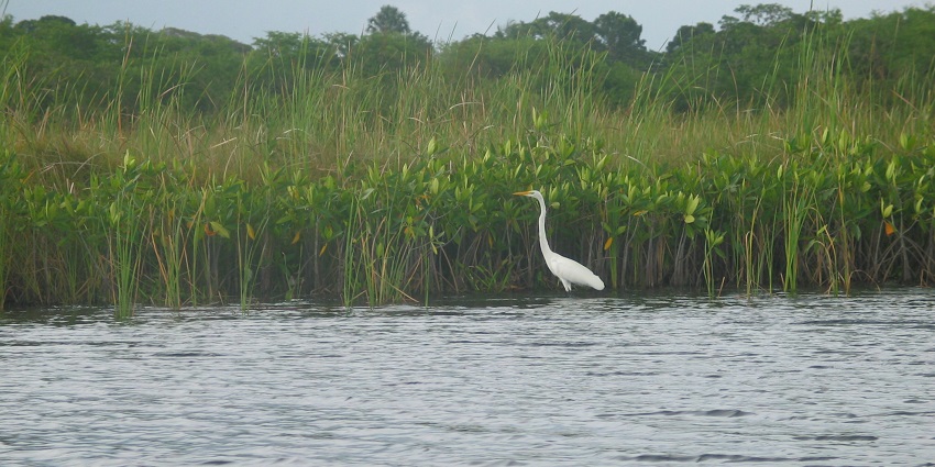 An image of a bird spotted on the Black River, one of the best things to do in Mandeville.