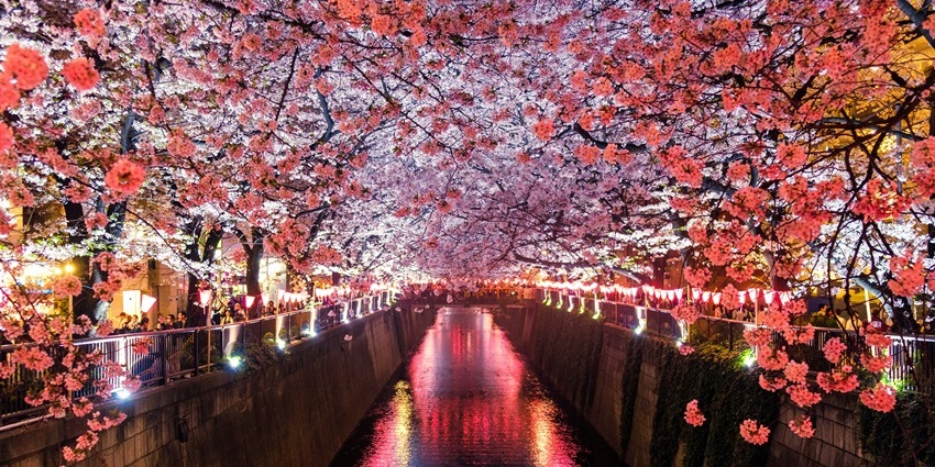 Fun things to do in March include strolling under breathtaking cherry blossoms in Tokyo, Japan