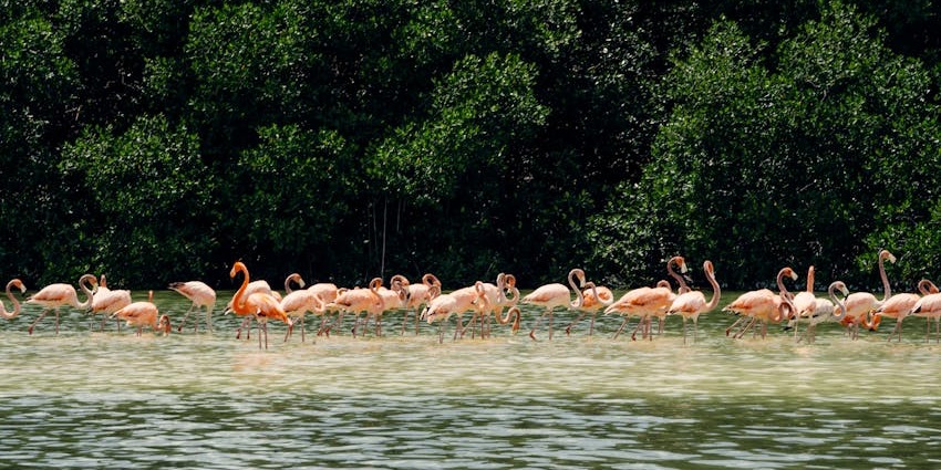 Things to do in Ajman include exploring mangroves, birdwatching, and kayaking at Al Zorah Nature Reserve