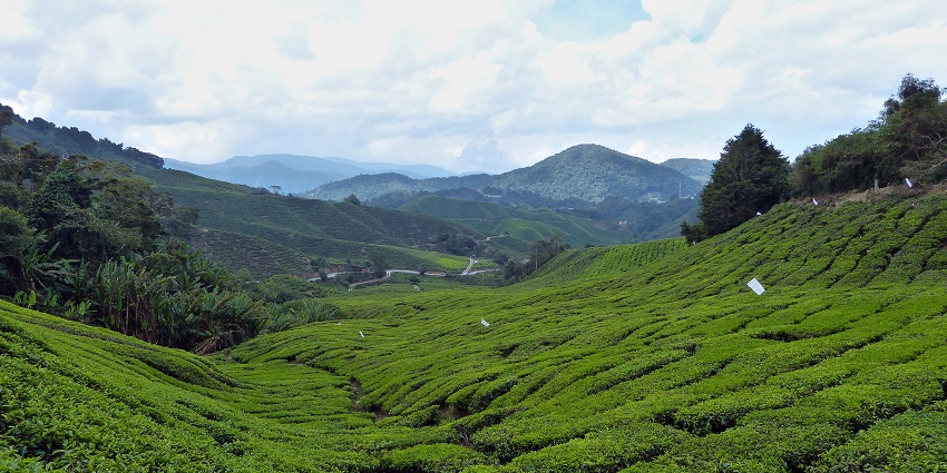 Exploring BOH Sungai Palas Tea Center has scenic tea plantations.