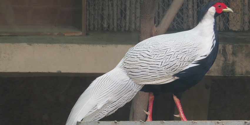 Explore the Hambantota Bird Park and Research Center, a thing to do in Hambantota