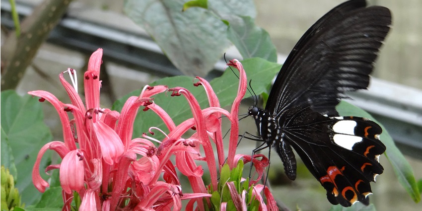 Cameron Highlands Butterfly Farm is one of the things to do in Cameron Highlands.