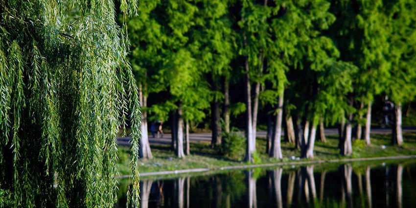 An image resembling Cecil Charlton Park, one of the things to see in Mandeville, Jamaica.