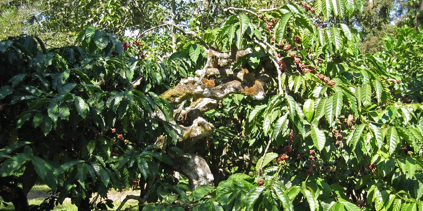An image of a green coffee plant with green leaves and red coffee cherries growing in clusters.