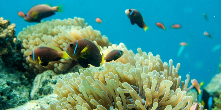Things to do in the Maldives in February include diving into dynamic underwater currents, encountering diverse marine life.
