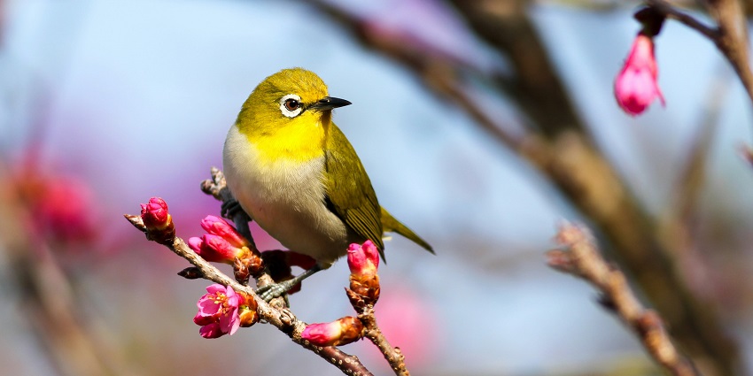 Bird at Keibul Lamjao National Park, a hotspot near the only floating lake in the world.