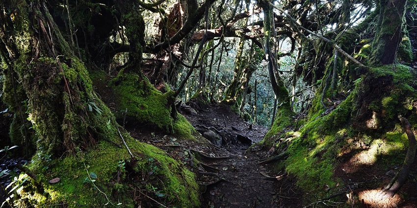 Visiting and exploring the mossy forest is one of the best things to do in Cameron highlands
