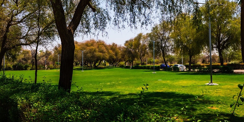 Lush green park with winding pathways, shaded by tall trees, offering a tranquil retreat.