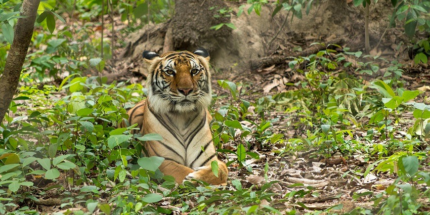 A majestic tiger lying on a forest floor with crossed paws, in the Phnom Tamao Wildlife
