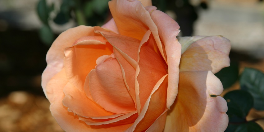Robertson Rose Garden is a destination for admiring the beautiful roses.
