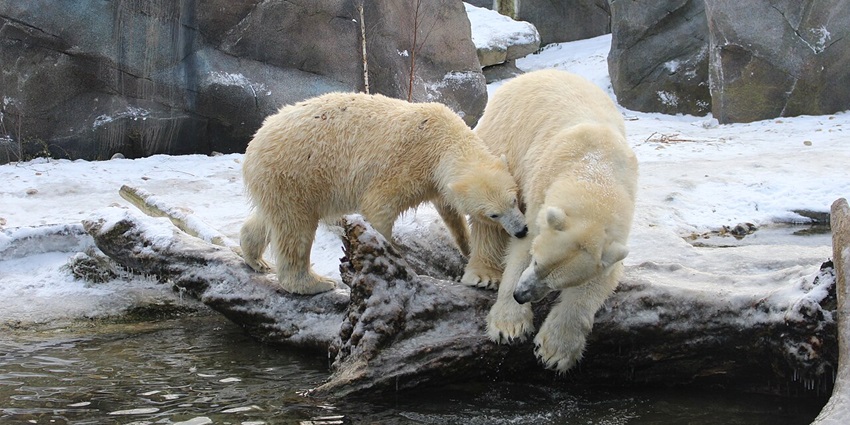Image of two polar bears in the zoo in Austria, explore the unique things to do in salzburg