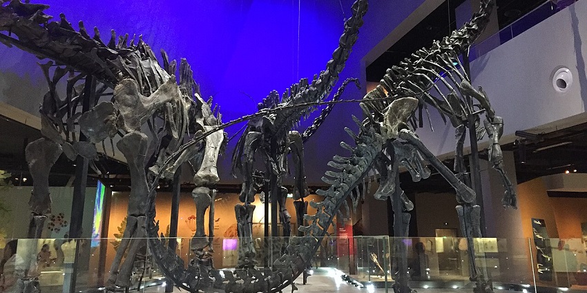 An amazing view of the Dinosaur Zone in Lee Kong Chian Natural History Museum