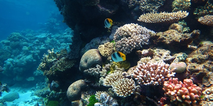 Dive into the Great Barrier Reef’s vibrant underwater world, teeming with colourful corals