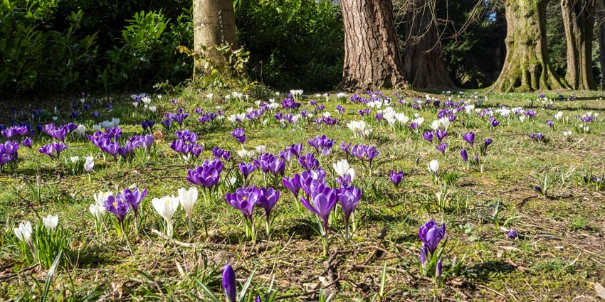 Purple and white flowers growing beautifully on the ground at Penang Hill.