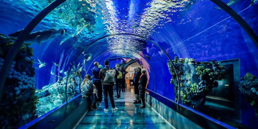 Tourists walking through the glass tunnel surrounded by marine life.