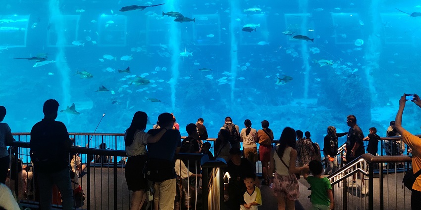 Experience the vast underwater world in the Open Ocean Habitat at SEA Aquarium Singapore.