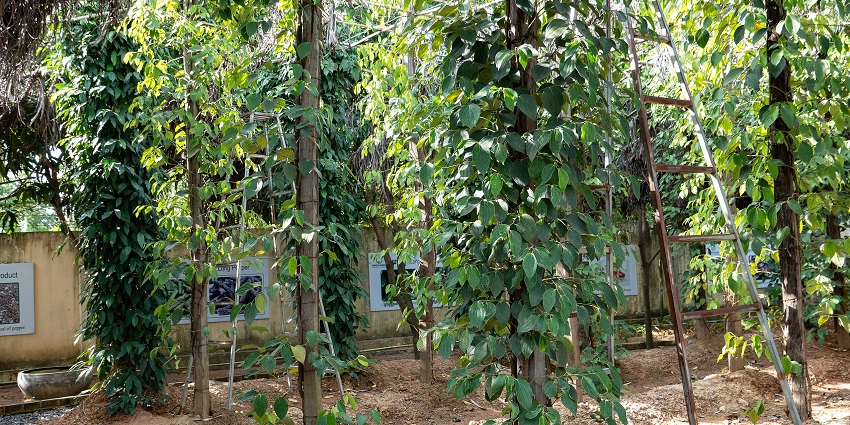 An image of a vertical garden of Pepper, with tall plants on wooden supports and a leaning ladder.