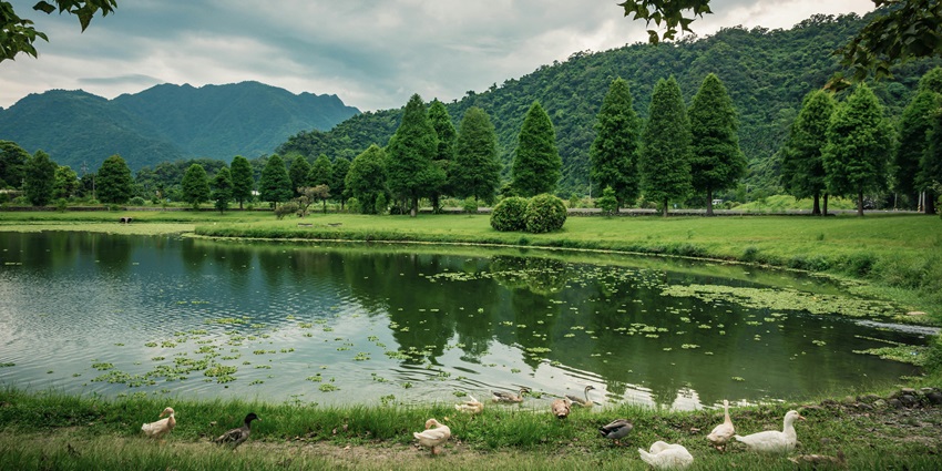 An image of a Tram Chim National Park with water birds highlights the natural habitat and wildlife.
