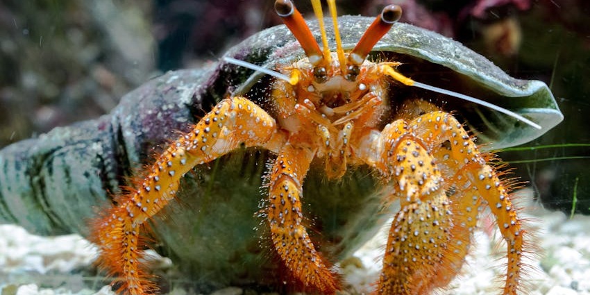 Observe unique island wildlife, from exotic birds to fascinating marine creatures in their natural habitat.