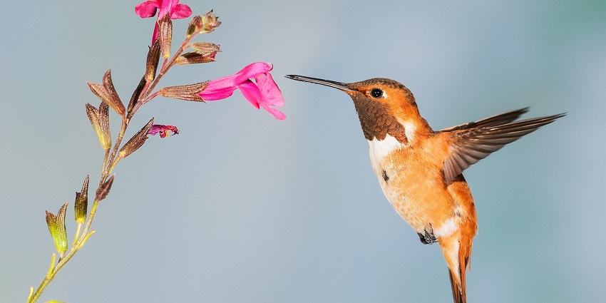 An image of a hummingbird in the hummingbird garden in Negirl. Jamaica.