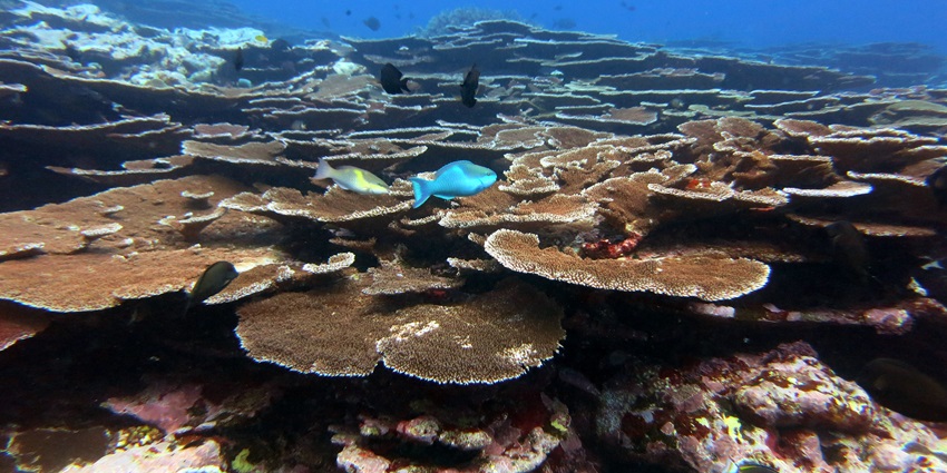A glimpse of the vibrant coral reefs and marine life in the pristine Fagatele Bay.