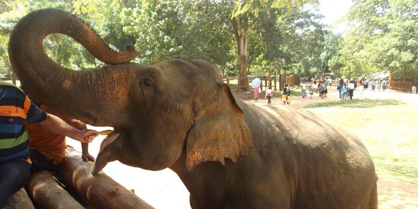Visitors can experience feeding the elephants at Elephant Sanctuary Phuket for a experience.