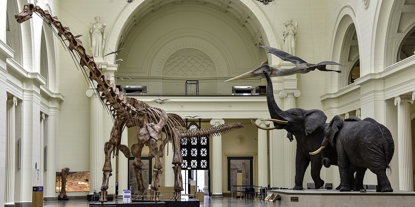 The grand Stanley Field Hall at the Field Museum, home to iconic animal and fossil exhibits.