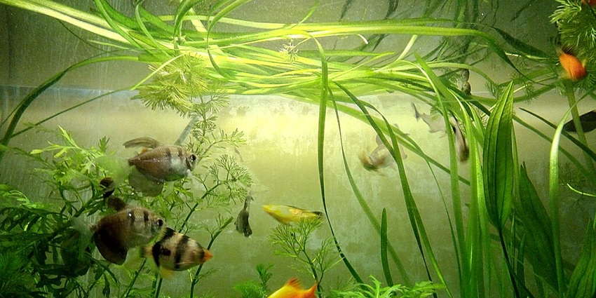 Close up view of the fishes at the Fish eye marine park in transparent water