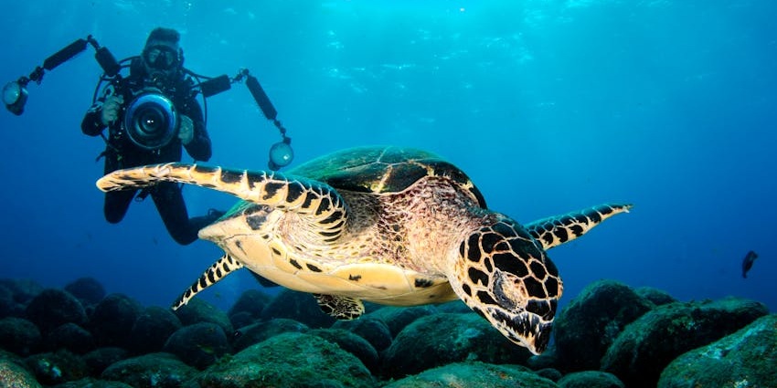 A diver captures a giant turtle on camera at Fisherman’s Cove Reef in a breathtaking moment.