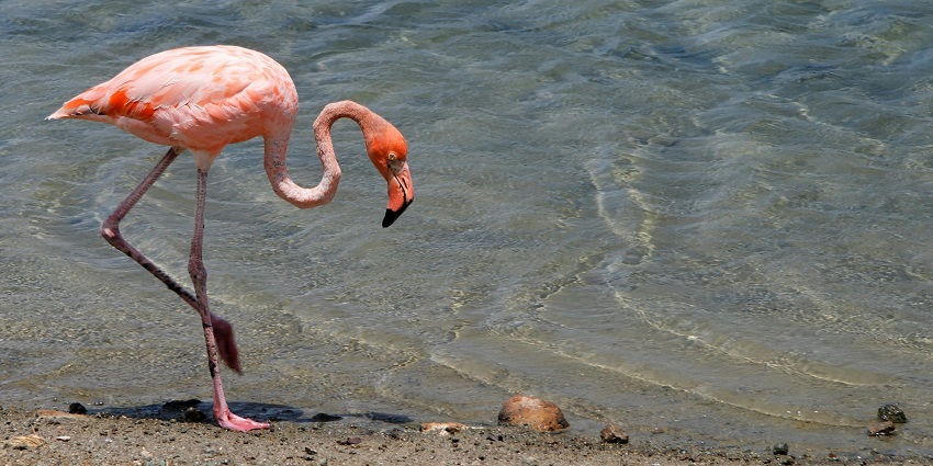 Flamingo stands on the edge of a body of water, its long neck bent down towards the ground