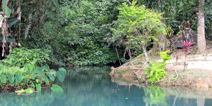 A view of a lake amidst a forest showing clean blue waters, tall pine trees and many trials.