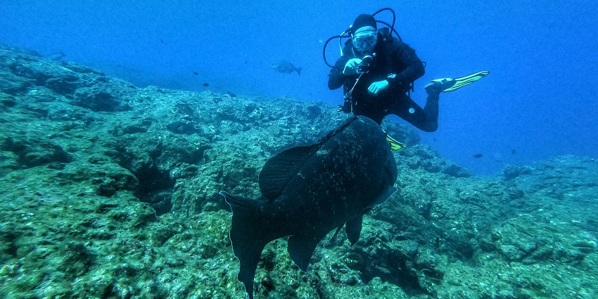 Image of a frogfish found at the Frogfish Point, Gili Air, one of the most famous places.