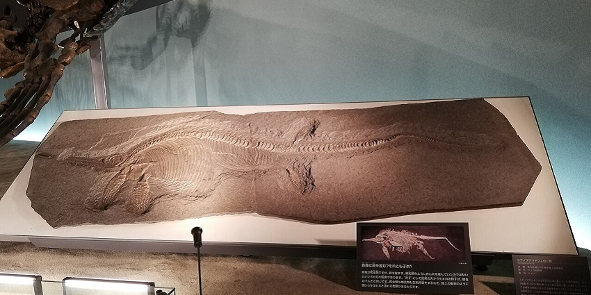 Fukui Prefectural Dinosaur Museum, one of the top fossil museums in Asia and in the world