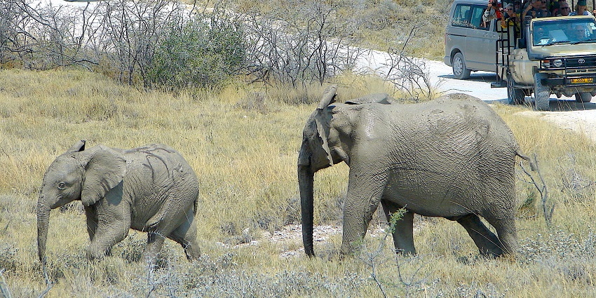 Image of elephants and visitors in wildlife safaris for game drives in a national park