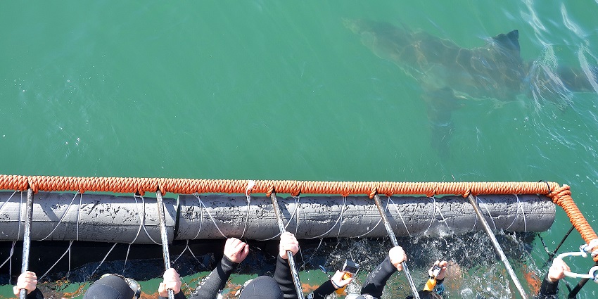 A glimpse of Gansbaai which is one of the hotspots for marine enthusiasts in Africa.