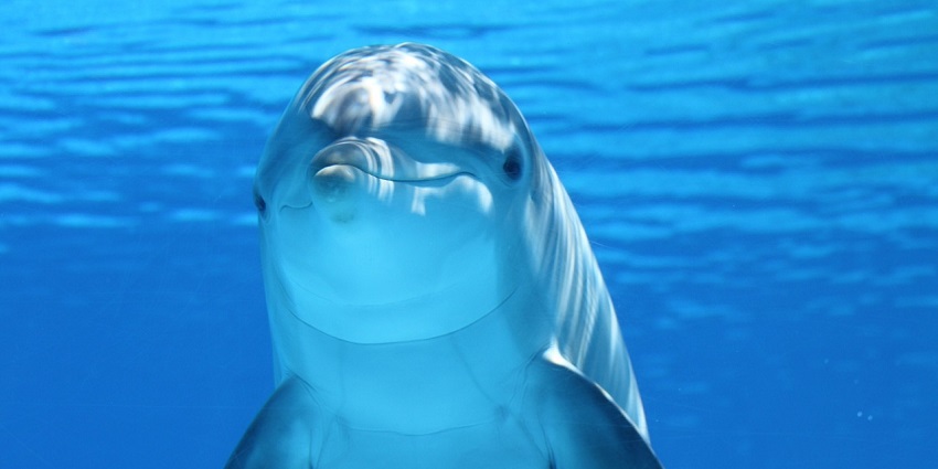 An image showing a dolphin in the sea at a tourist attraction near Blombos Cave.