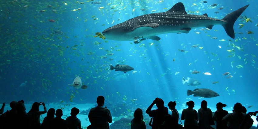 Unique creatures in the most famous aquarium museums in the world for a great experience
