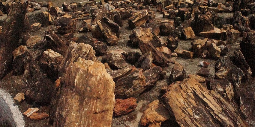 An image of numerous large, brown petrified wood pieces scattered on a rocky ground in a natural setting of the Ghughwa Fossil Park