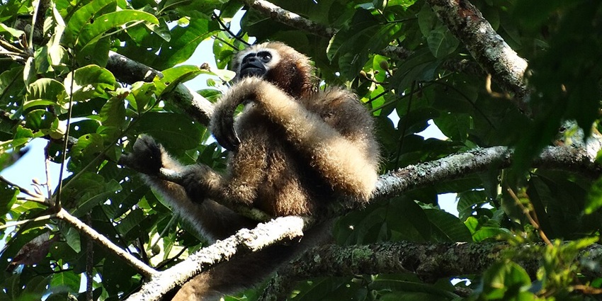 A female hoolock at the Gibbon wildlife sanctuary, a haven for wildlife and nature lovers