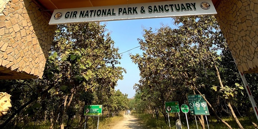 An image of Gir National Park, one of the places to visit around Pania Wildlife Sanctuary.