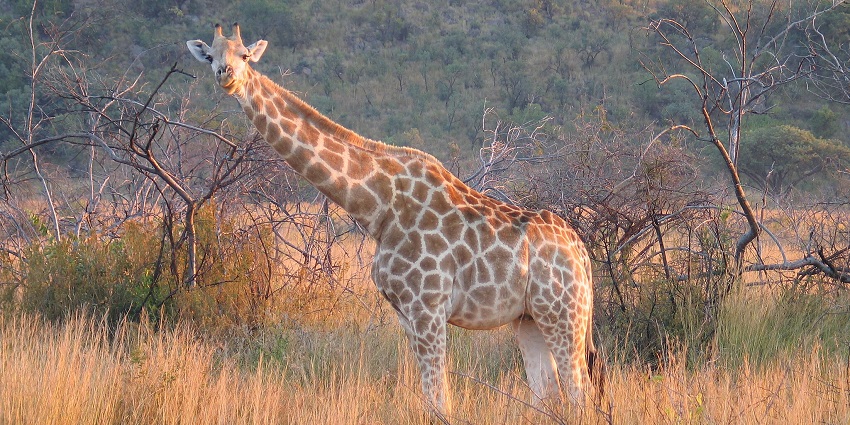 An image of a giraffe with a long neck standing in grass at the Pilanesberg National Park.