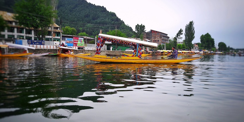 Man rowing a shikara and multiple boats lined up at the shore of Dal Lake with greenery