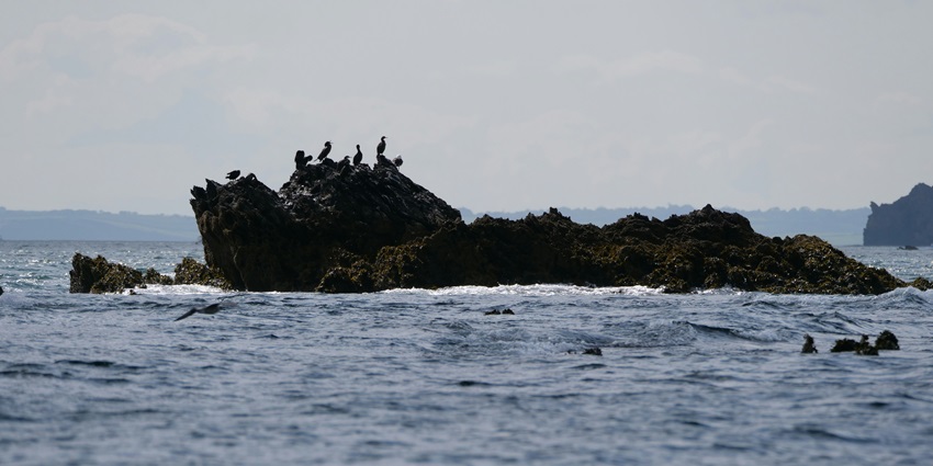 Experiencing the thrill of an ocean safari, where you can spot dolphins, turtles, and magnificent marine life.