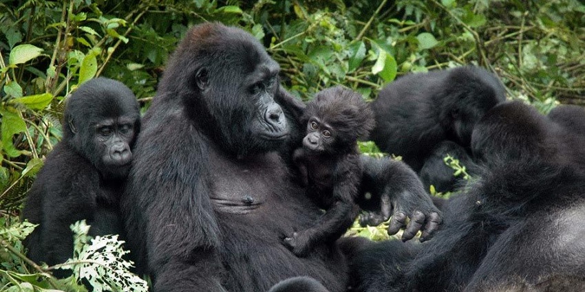 Embark on a thrilling journey to observe majestic mountain gorillas in lush forests.