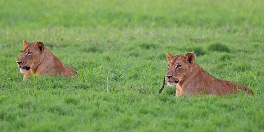 Gorongosa National Park features lions and diverse ecosystems and is a famous place to visit as per the