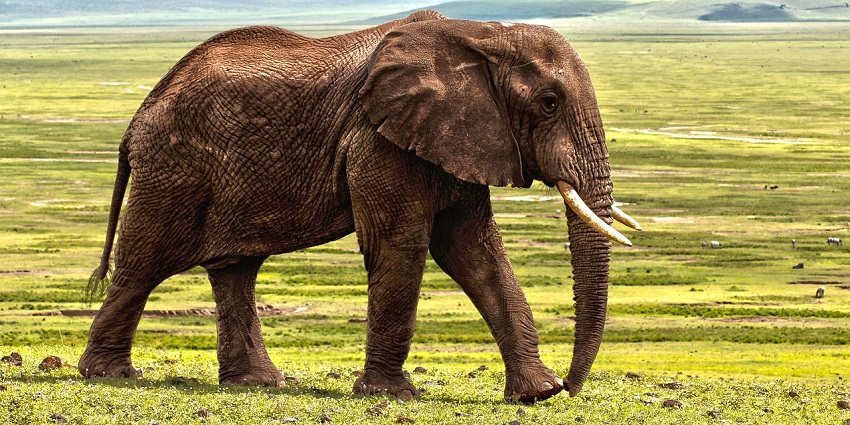 An elephant in the Grass Hills National Park, a famous place to visit near Birla Waterfalls.