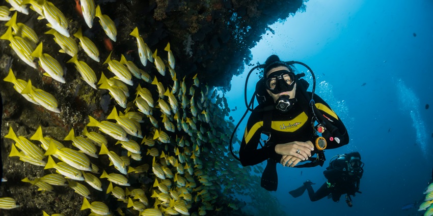 The Great Basses Reef is one of the most thrilling dive locations in the country.
